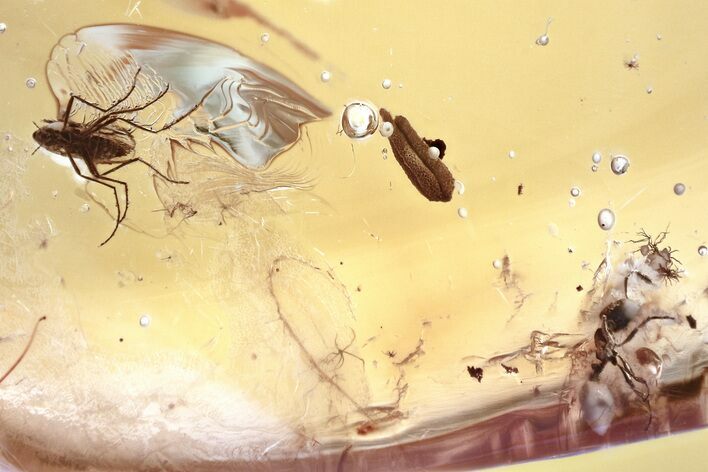Detailed Fossil Ant, True Midge, and Flower Anther In Baltic Amber #372628